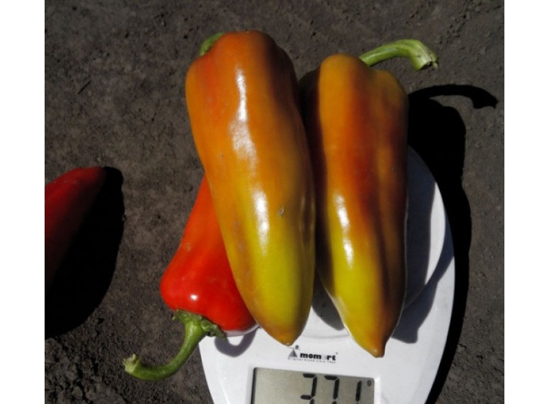 Семена перца сладкого Дельфа F1 (ранний) коничного типа (500 нас.) Lark Seeds